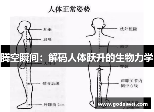 腾空瞬间：解码人体跃升的生物力学